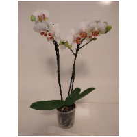 phalaenopsis 